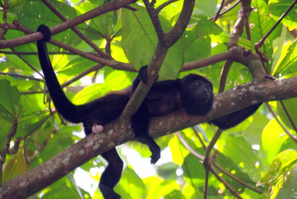 La Kukula Lodge Puerto Viejo de Talamanca Eksteriør billede